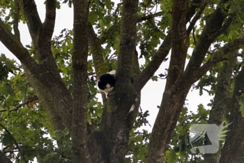 nieuws van vlissingenstraat assen