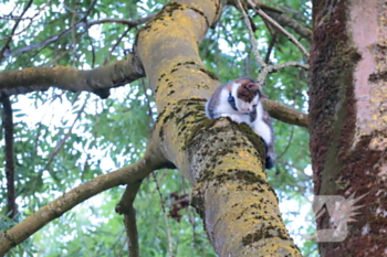 nieuws steenbokweide nieuwegein