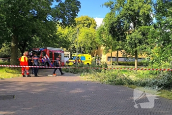 natuur koningin wilhelminastraat zwolle