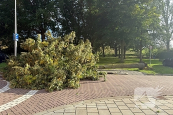 natuur ranonkelplantsoen gouda