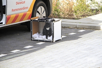 nieuws anna van burenstraat weert